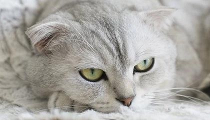 九游入口-逆转奇迹：那些让人热血沸腾的欧冠逆转比赛，欧冠最不可思议的逆转